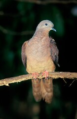 Brush Bronzewing, phaps elegans, Adult standing on Branch, Australia