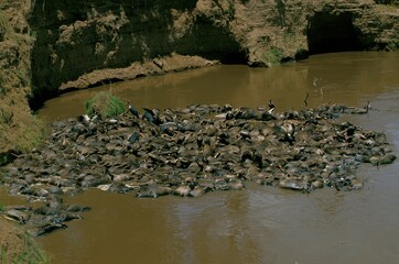 Blue Wildebeest, connochaetes taurinus, Herd killed during Mara River crossing, Masai Mara Park in Kenya