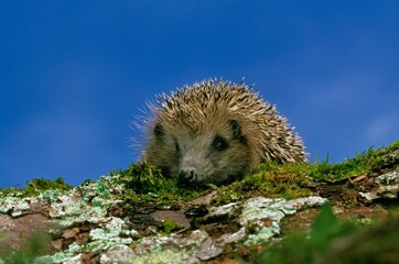 European Hedgehog, erinaceus europaeus, Adult standing on Moss © slowmotiongli