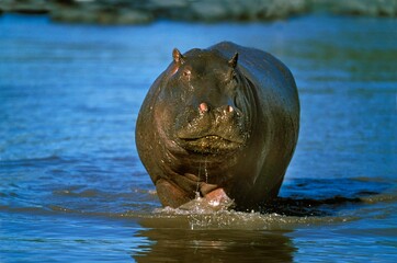 Fototapeta na wymiar Hippopotamus, hippopotamus amphibius, Adult in Mara River, Masai Mara Park in Kenya