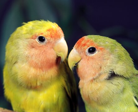 Rosy Faced Lovebird, agapornis roseicollis, Portrait of Adults