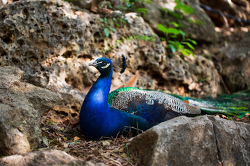 Fototapeta premium peacock in the park on sunny day