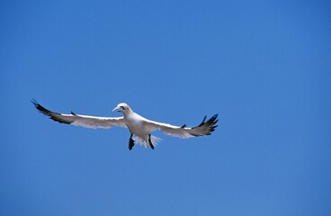 Obraz premium Northern Gannet, sula bassana, Adult in Flight, Colony on Bonaventure Island in Quebec