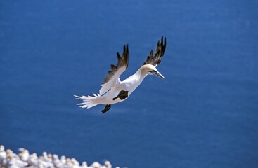 Northern Gannet, sula bassana, Adult in Flight, Colony on Bonaventure Island in Quebec