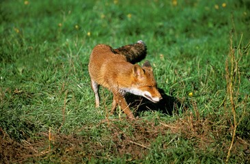 Red Fox, vulpes vulpes, Adult standing on Grass, Normandy