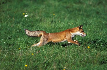 Red Fox, vulpes vulpes, Adult running through Field, Normandy