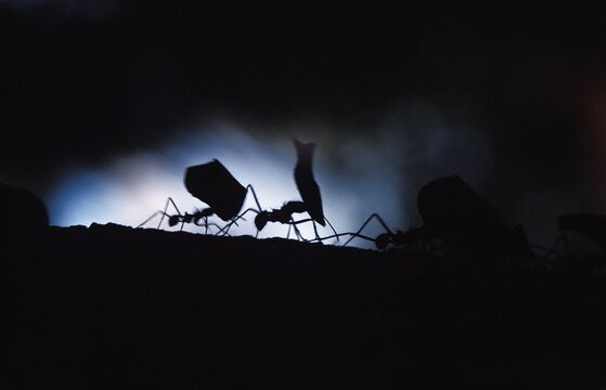 Leaf Cutter Ant, atta sp, Costa Rica