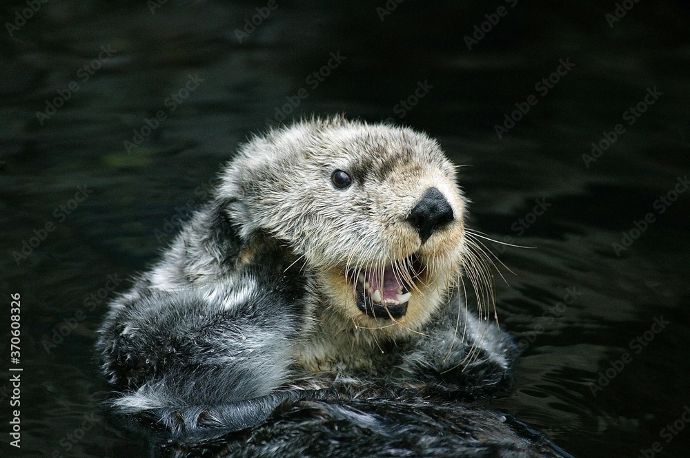 Canvas Prints sea otter, enhydra lutris, adult grooming, california