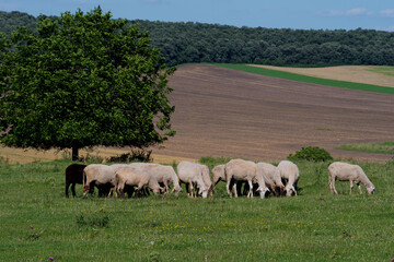 Naklejka na ściany i meble Sheep breeding in Bulgaria