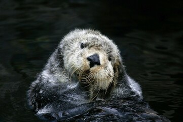 Sea Otter, enhydra lutris, Adult Grooming, California