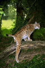 European Lynx, felis lynx, Adult standing on Branch