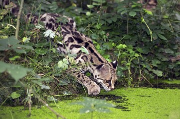 Naklejka na ściany i meble Margay Cat, leopardus wiedi, Adult hunting near Water Hole