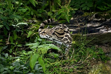 Margay Cat, leopardus wiedi, Adult