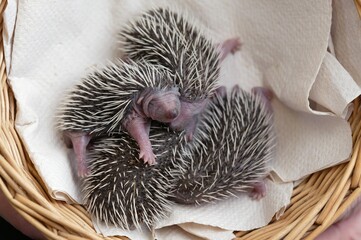 European Hedgehog, erinaceus europaeus, Babies rescued at 