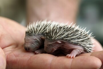 European Hedgehog, erinaceus europaeus, Babies rescued at 