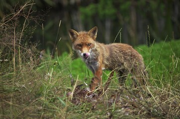 Red Fox, vulpes vulpes, Adult with a Kill, a Common Pheasant, Licking its Nose, Normandy
