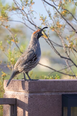 Male Gambel's Quail 