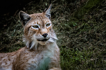 Magnifique lynx de Sibérie