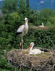 White Stork, ciconia ciconia, Adults standing on Nest, Alsace in France