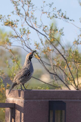 Male Gambel's Quail 