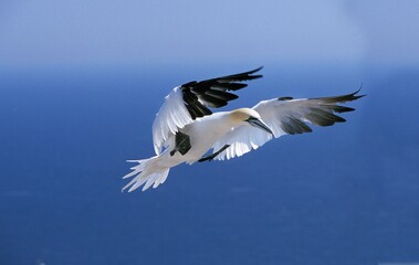 Northern Gannet, sula bassana, Adult in Flight, Colony on Bonaventure Island in Quebec