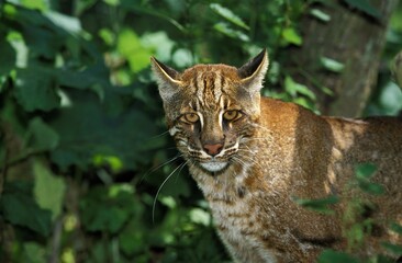 Asian Golden Cat or Temmink's Cat, catopuma temmincki, Adult