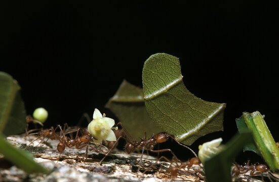Leaf Cutter Ant, atta sp, Costa Rica
