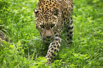 Naklejka na ściany i meble Sri Landkan Leopard, panthera pardus kotiya, Adult standing on Grass
