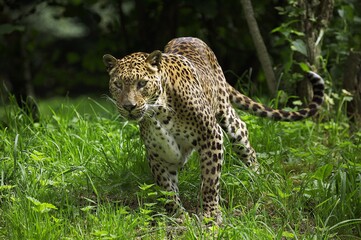 Sri Landkan Leopard, panthera pardus kotiya, Adult standing on Grass