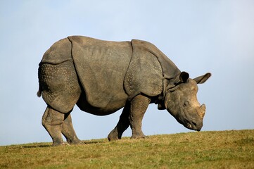 Indian Rhinoceros, rhinoceros unicornis, Adult standing on Grass against Blue Sky