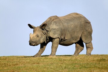 Indian Rhinoceros, rhinoceros unicornis, Adult standing on Grass against Blue Sky