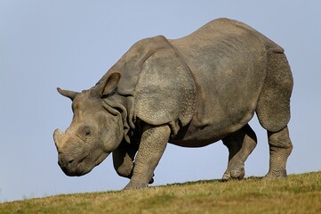 Indian Rhinoceros, rhinoceros unicornis, Adult standing on Grass against Blue Sky © slowmotiongli