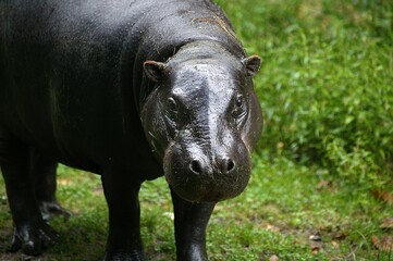 Pygmy Hippopotamus, choeropsis liberiensis, Adult standing on Grass