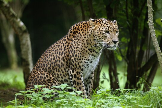 Sri Landkan Leopard, panthera pardus kotiya, Adult sitting on Grass