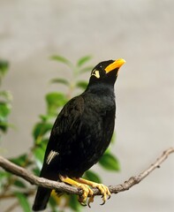 Hill Mynah, gracula religiosa, Adult standing on Branch