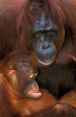 Orang Utan, pongo pygmaeus, Female with Young, Borneo