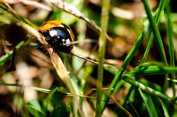 Ladybug walking on a grass strand in close-up.