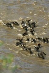 Blue Wildebeest, connochaetes taurinus, Herd crossing Mara River during Migration, Masai Mara Park in Kenya