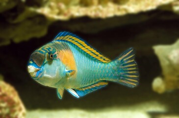 Obraz premium Parrot Fish, scarus sordidus, Adult