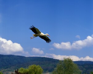 White Stork, ciconia ciconia, Adult in Flight, Alsace in France