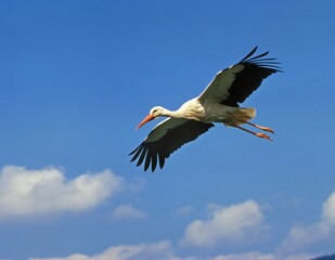 White Stork, ciconia ciconia, Adult in Flight against Blue Sky, Alsace in France