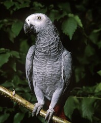African Grey Parrot, psittacus erithacus, Adult standing on Branch