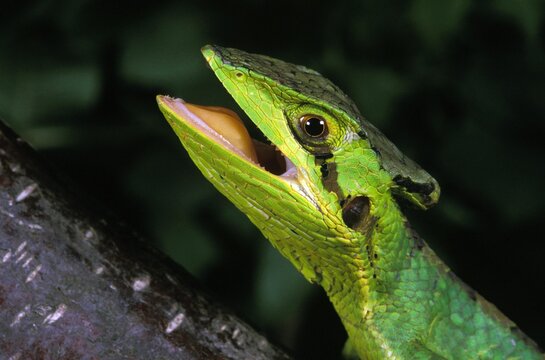Casque Headed Iguana, laemanctus longipes, Adult with Open Mouth