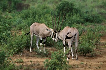 Naklejka na ściany i meble Beisa Oryx, oryx beisa, Males fighting, Kenya