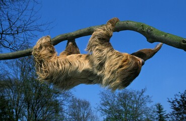 Fototapeta premium Two Toed Sloth, choloepus didactylus, Adult hanging from Branch