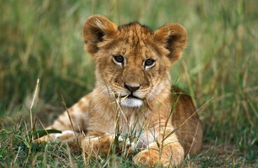 Fototapeta na wymiar African Lion, panthera leo, Cub laying on Grass, Kenya