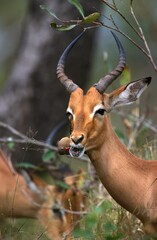 Impala, aepyceros melampus, Male with Red Billed Oxpecker, buphagus erythrorhynchus, Kenya