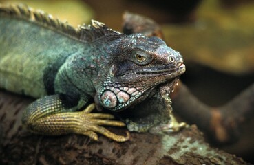 Green Iguana, iguana iguana, Adult standing on Branch