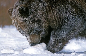 Kodiak Bear, ursus arctos middendorffi, Adult standing on Snow, Alaska