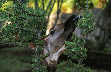 Okapi, okapia johnstoni, Portrait of Adult eating Leaves